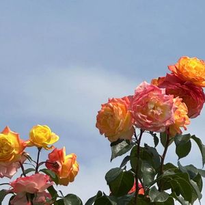 爱而不得demo(prod.by Morrow x IOF)