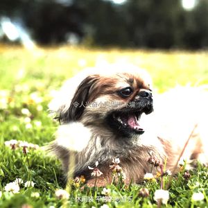 抚慰的小狗回忆