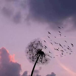 一抹伤（翻自 孙露）