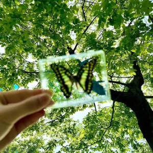 Single-track tune 致青春