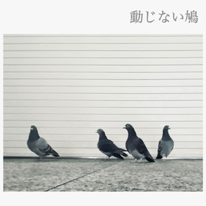 動じない鳩