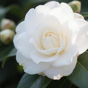 山茶花读不懂白玫瑰 (Cover 南风)