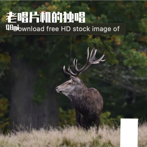 冰河解冻的初音