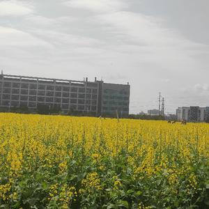 鸽子（翻自 徐秉龙）