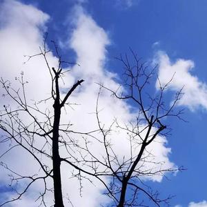 耳不闻恶语闲言