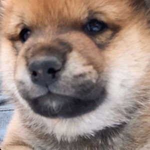 柴犬とん