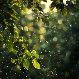 Las Gotas Naturales De Lluvia Calman Tus Pensamientos