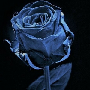 Beautiful Lie
