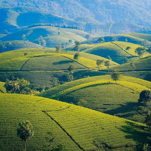 养生喝茶（钢片琴）