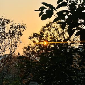 笼中鸟（EVOMUSIC Siren）