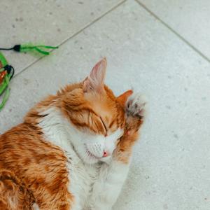 심신 안정 멜로디