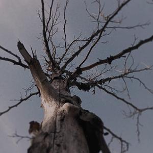 mutlu musun harbi ¿