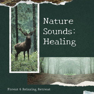 眠りの浅い貴方のための快眠音楽 1分で眠れるヒーリングギター (自律神経を整える睡眠用 森 鳥)