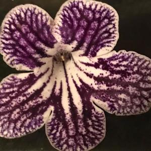 Sun(E) Square Saturn[F] Meditation II