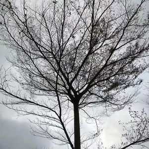 双刃剑 Freestyle Prod.Roman