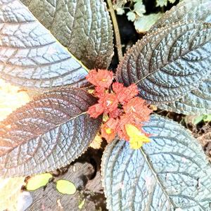 Old Farmer And Mango