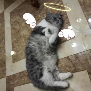 小胖蛙的冬之谷
