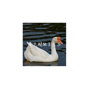 呆头鹅独立宣言