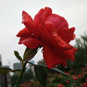 离开我（Cover 陶晶莹）