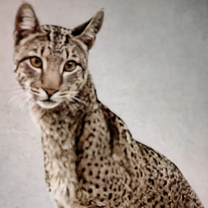 ሩፈል ታውሬዝ