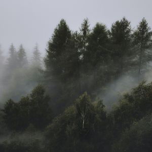 森林旅人与跳舞的精灵（Forest Waltz）