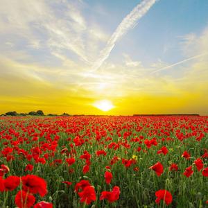 야생화의 맑은 심신안정 테라피