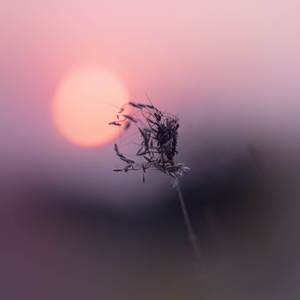 Sunrise By The Ocean