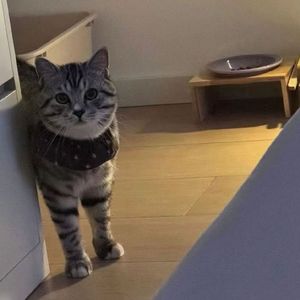 猫猫的奇妙冒险