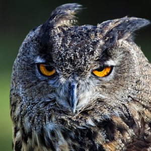 Who Got The Eyes On You