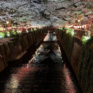 桜を思い出して（Remember the cherry blossoms.）