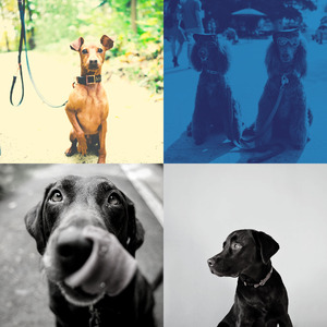 微妙的可爱的狗心情