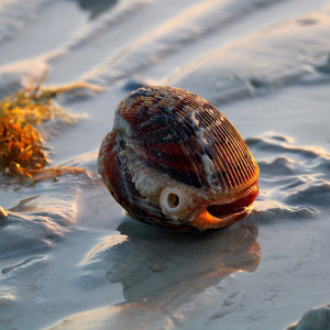 The Drought (reprise)