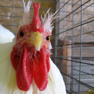 Dear Nigerian Prince