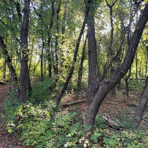 This Diseased Life (Demo)