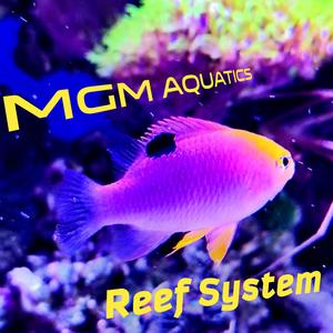 Submersion (Preface)