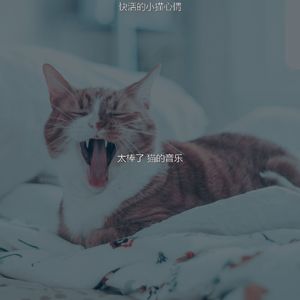 微妙的小猫心情