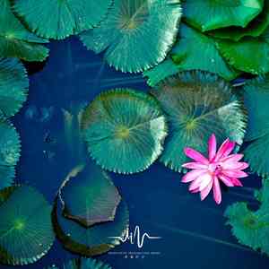 汗水辛勤 (养生安神曲)