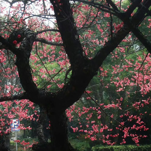 蜀绣（cover：李宇春）