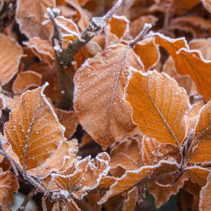 Nuageux