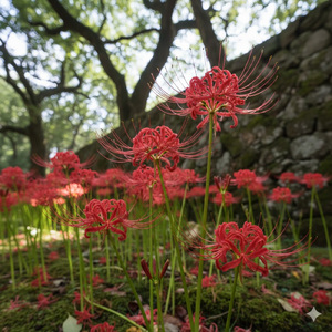 上弦の月 (feat. 宮舞モカ)