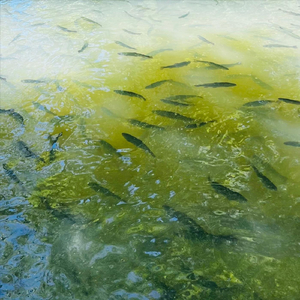 Tadpole