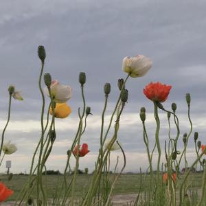 叶子（翻自 阿桑）