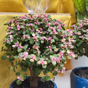 别离的预感_嗨到爆君临天下