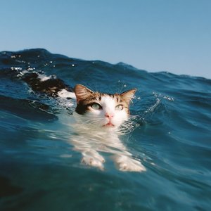 Ocean Cat