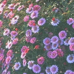 辞·九门回忆-（戏腔男生版）