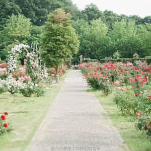 在家里工作陶醉的波萨诺伐舞曲