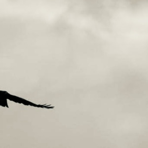 ノウアルタカハ