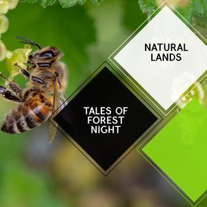 The Joyful Song of the Hummingbird