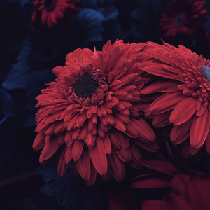 That's my mau5's way