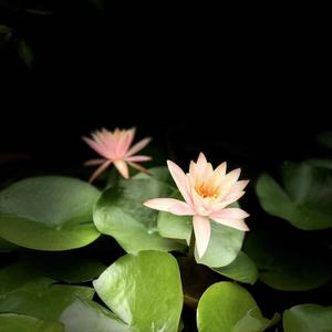 Flower In The Wonderland夢裡花-Guzheng&Relaxation&Acoustic&Oriental&Instrumental